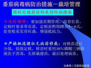 西红柿病毒病高清图谱及防治方法PPT